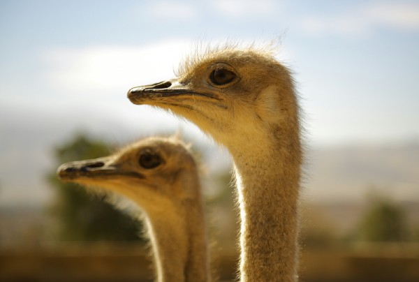 Ostrich Babysitter - Unusual Freelance Jobs