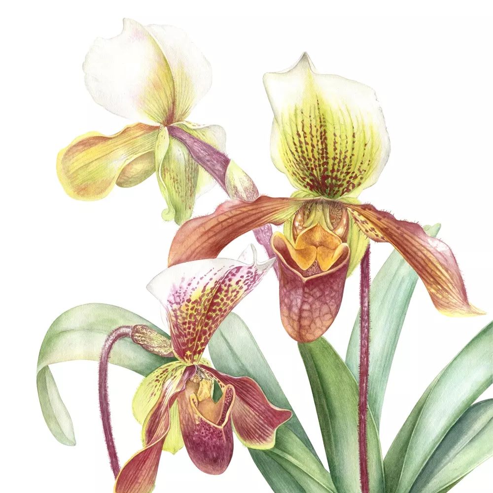 Alla Lanskaya | Botanical Artists Open for Commissions