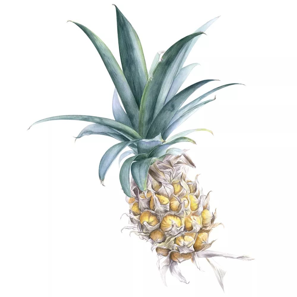 Alla Lanskaya | Botanical Artists Open for Commissions