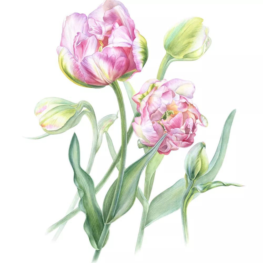 Alla Lanskaya | Botanical Artists Open for Commissions