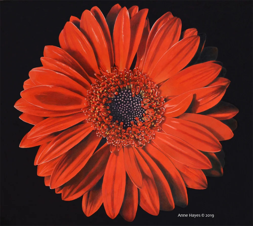 Anne Hayes | Botanical Artists Open for Commissions