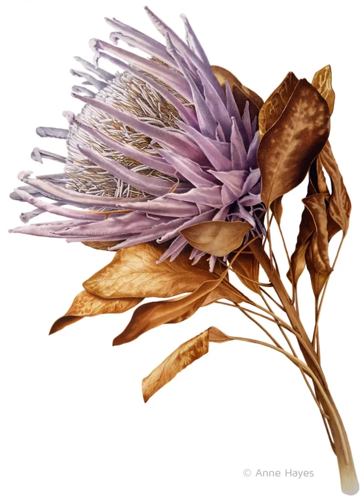 Anne Hayes | Botanical Artists Open for Commissions