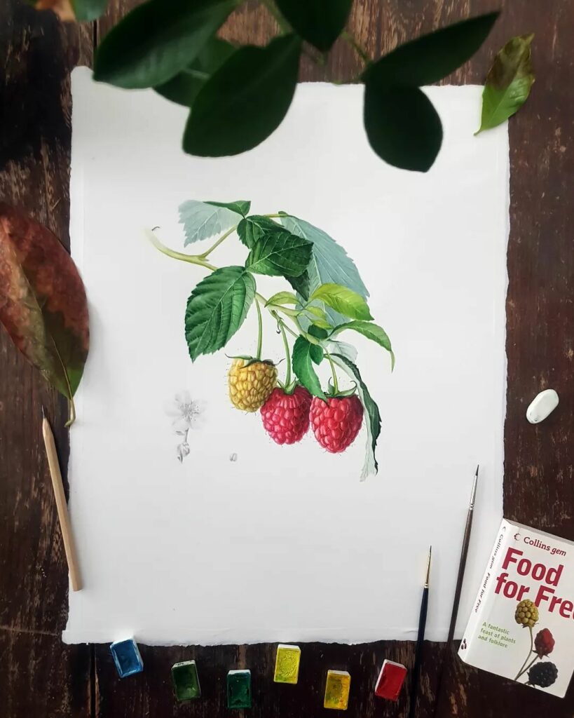 David Bou | Botanical Artists Open for Commissions