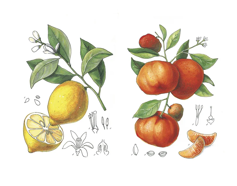 Liza Ditkovskaya | Botanical Artists Open for Commissions