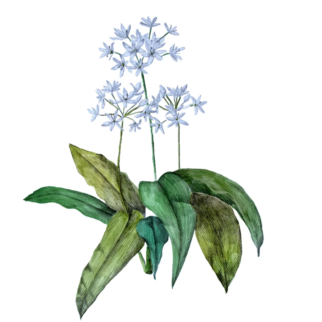 Maria Costake | Botanical Artists Open for Commissions