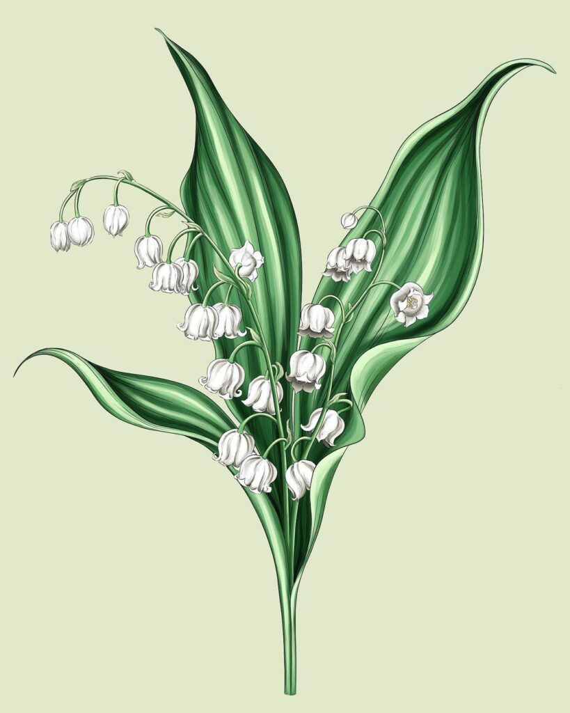 Ola Maslik | Botanical Artists Open for Commissions