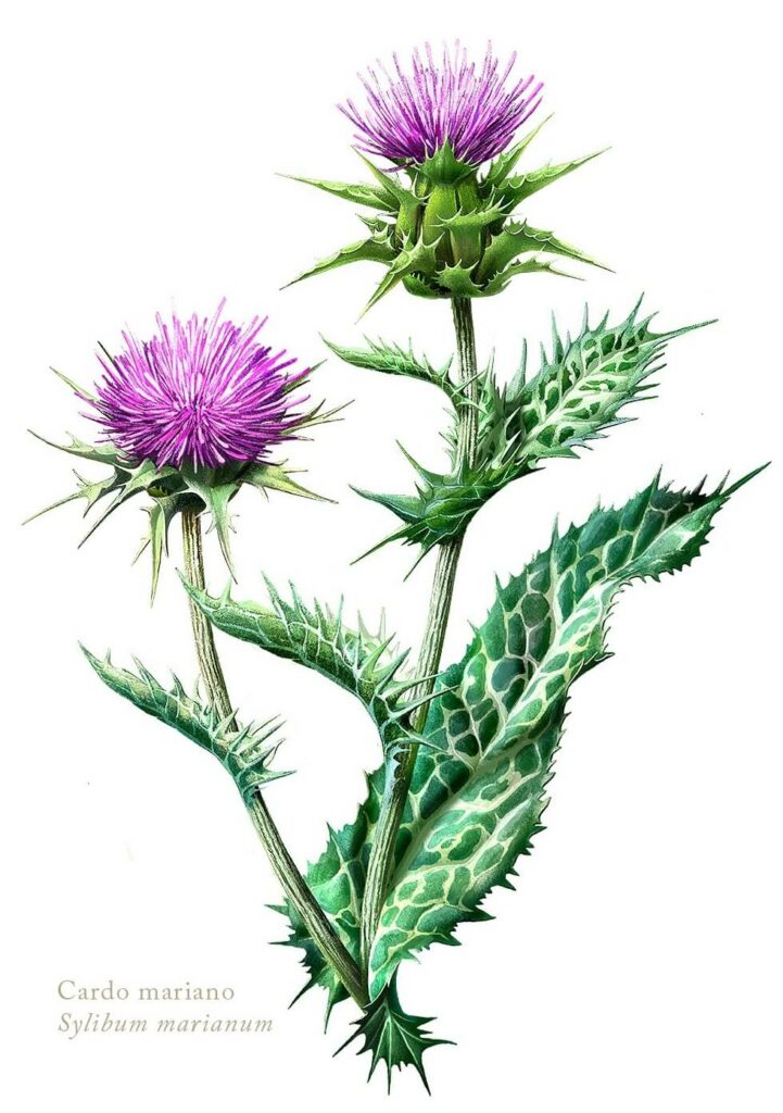 Juan Hernaz | Botanical Artists Open for Commissions