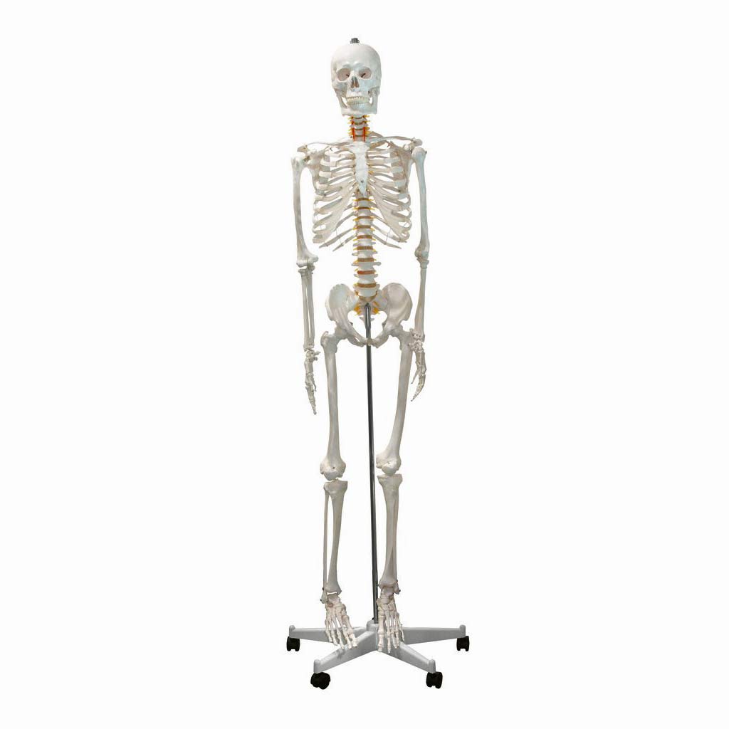 Skeleton Models Manikin Full Size 66 inches | Best Birthday Gifts for Artists and Creatives