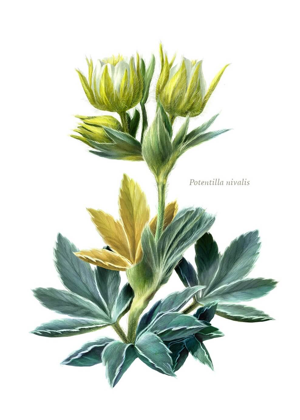 Juan Hernaz | Botanical Artists Open for Commissions